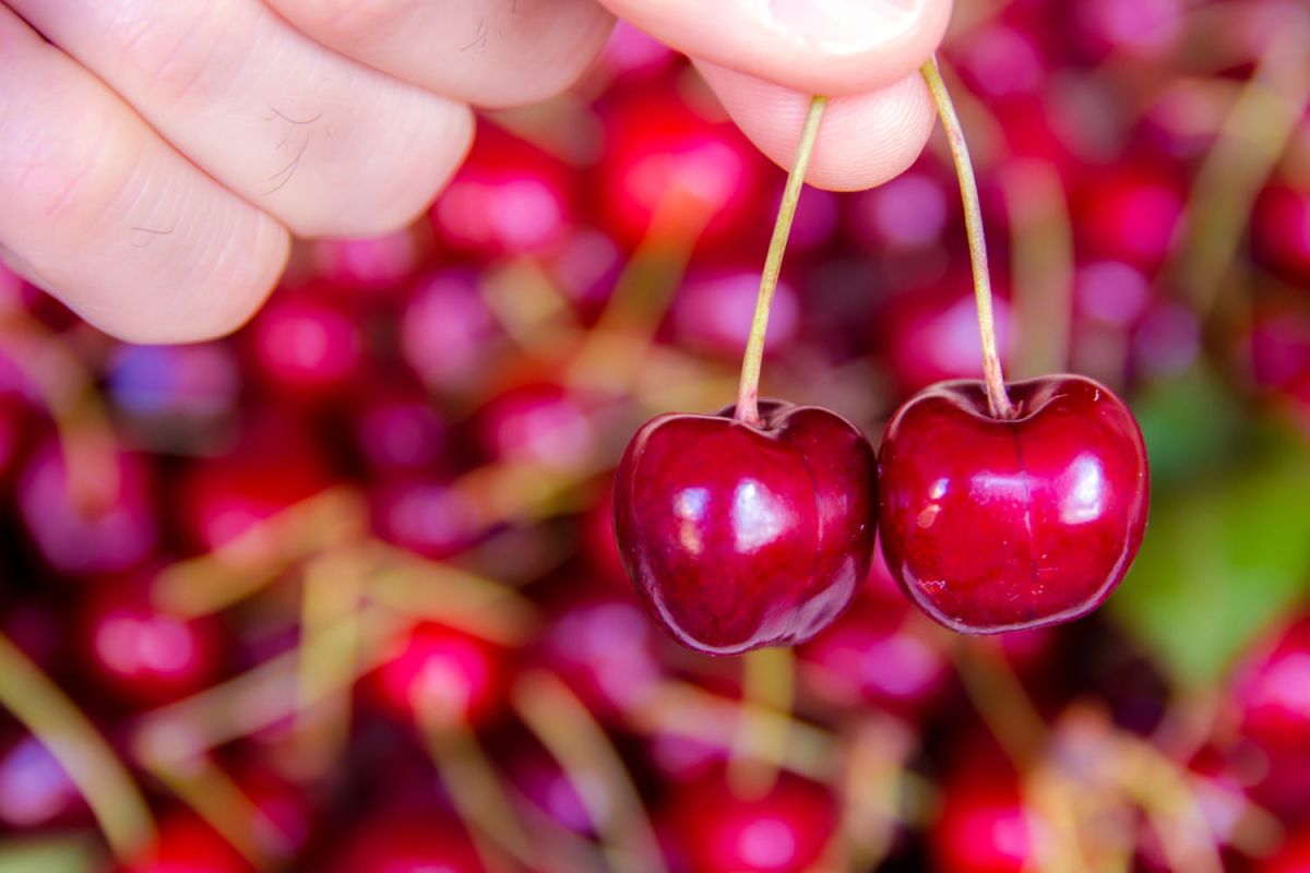Le secret des cerises sucrées : comment bien les choisir
