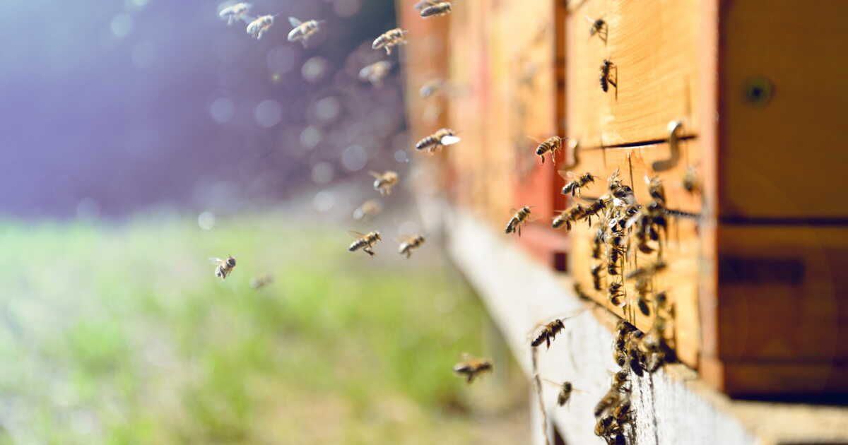 Des recettes estivales savoureuses au miel pour ravir vos papilles
