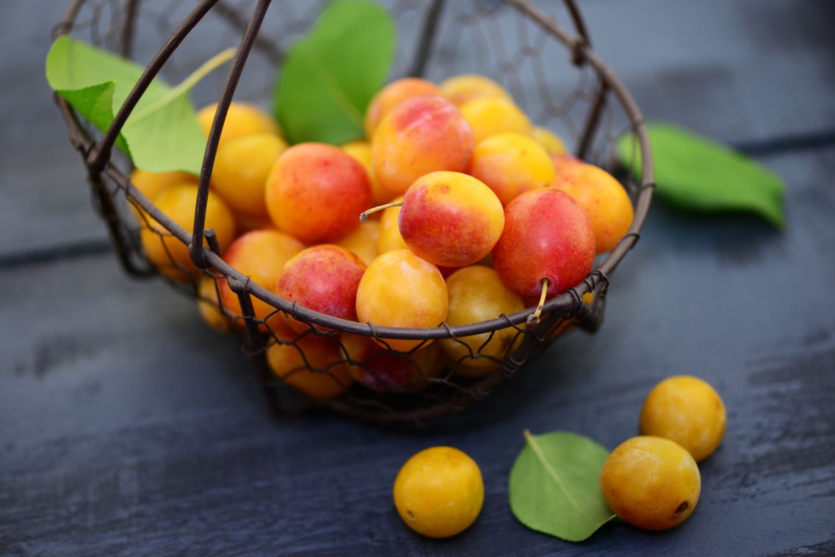 Gagnez en saveurs avec des recettes de prunes et de mirabelles pour l'été