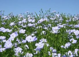 célébrez la floraison du lin au cœur des fermes françaises