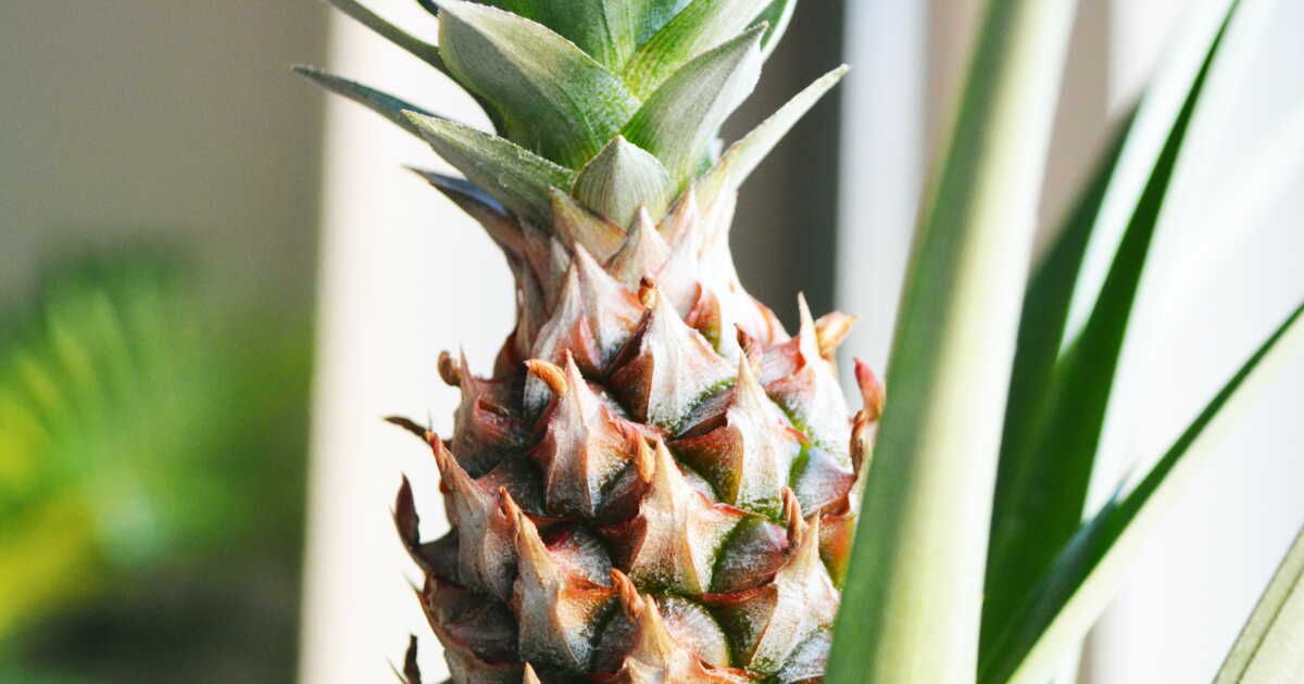 Transformez votre tête d'ananas en plante d'intérieur