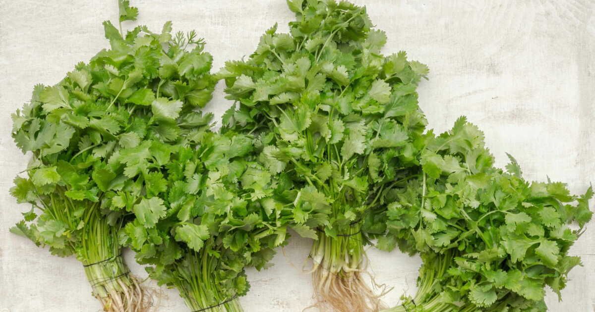 Les secrets santé du persil : 4 atouts révélés par un naturopathe