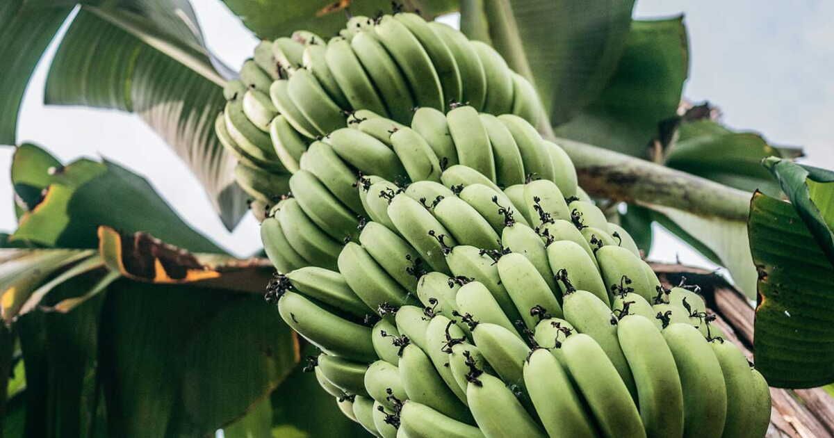 Tout savoir sur la banane