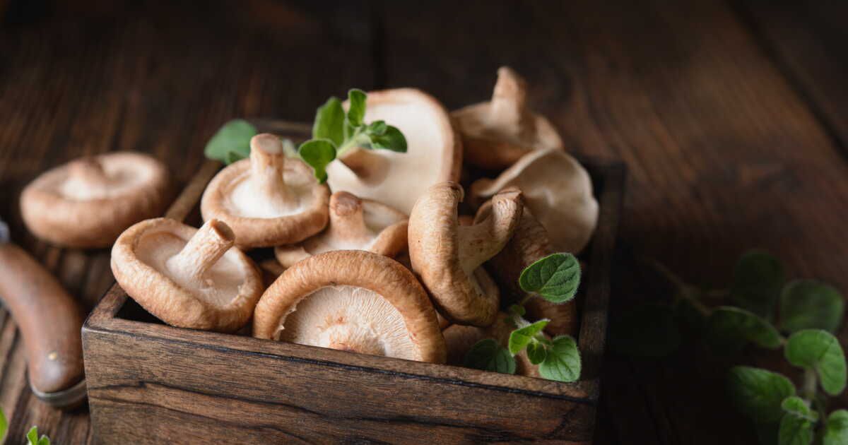 Dégustez le shiitake : recettes et astuces pour le cuisiner