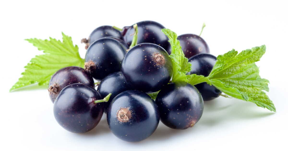 Les secrets de la crème de cassis et nos cocktails incontournables