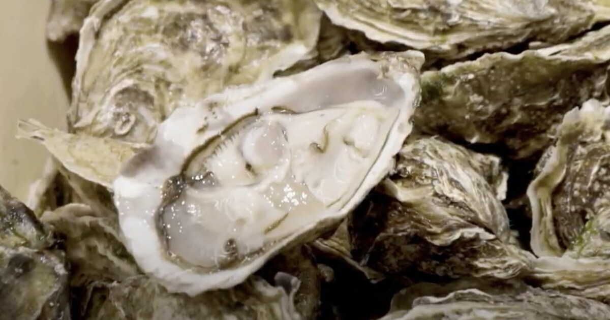 Les savoureuses huîtres d’Herbignac