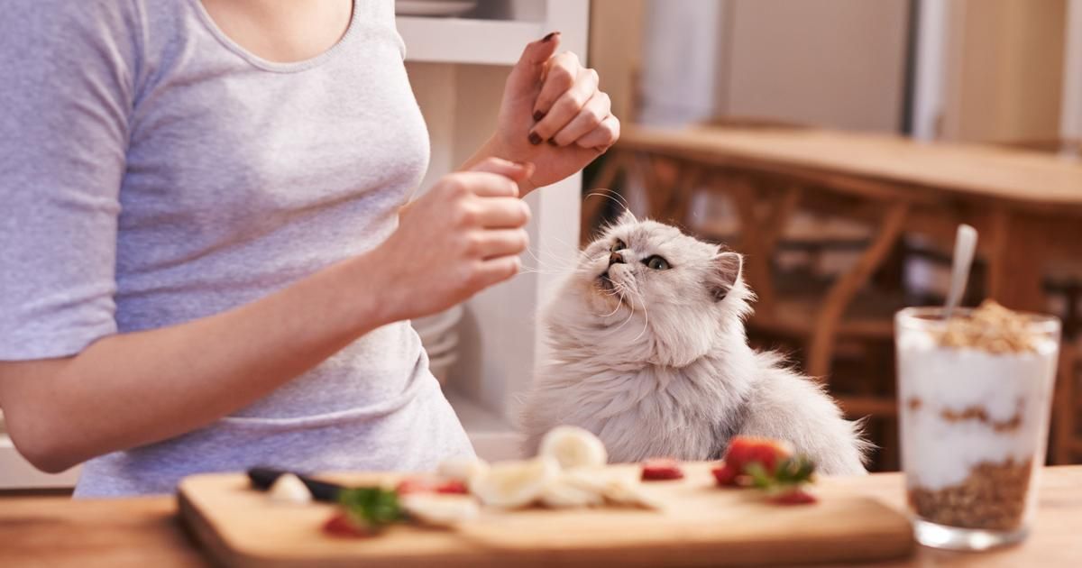 Cuisiner pour son chat : une bonne idée ou un risque pour sa santé ?