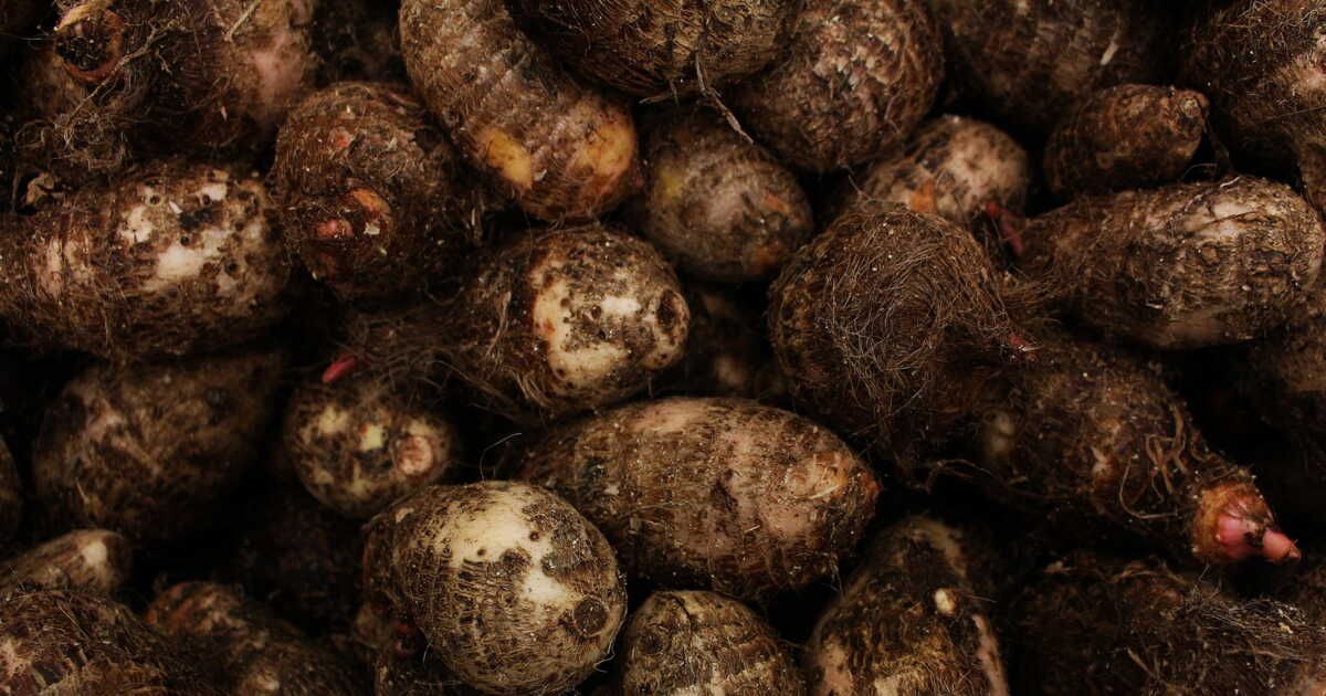 Découvrez l'igname : le tubercule qui réchauffe vos plats d'hiver
