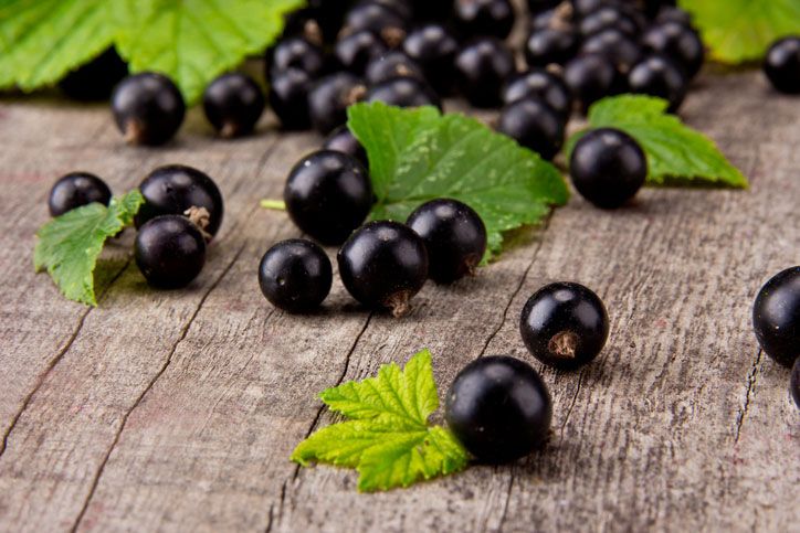 Le cassis, un trésor vitaminé aux multiples bienfaits